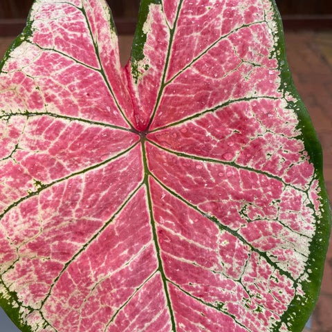 Caladium variaçāo - 14