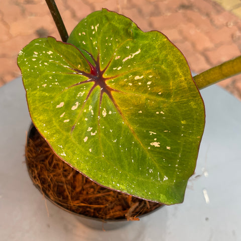 Caladium variaçāo - 14