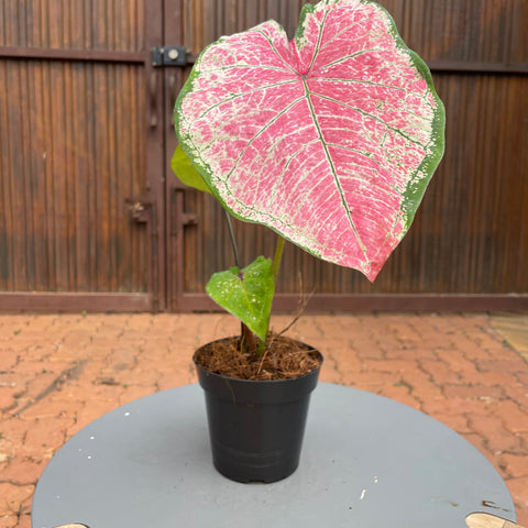 Caladium variaçāo - 14
