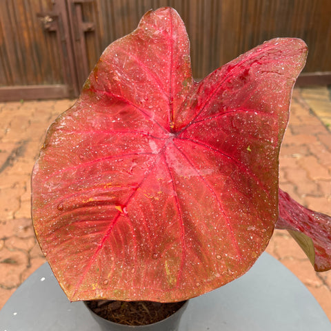 Caladium variaçāo - 12