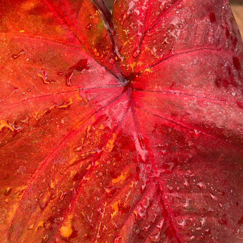 Caladium variaçāo - 12