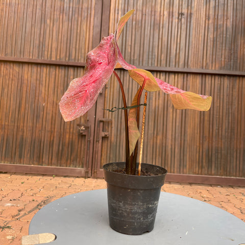 Caladium variaçāo - 12