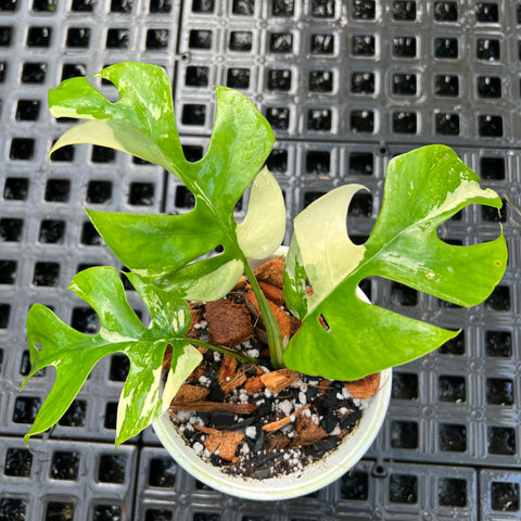 Rhaphidophora tetrasperma Variegata