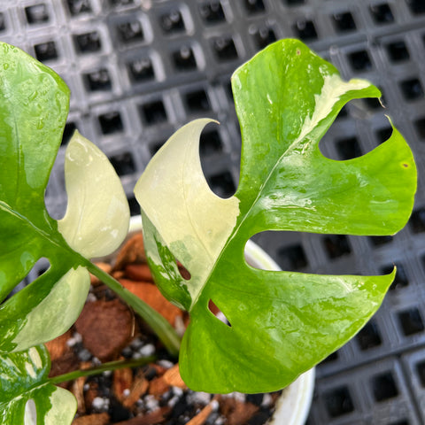 Rhaphidophora tetrasperma Variegata