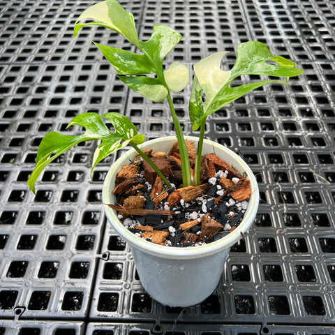 Rhaphidophora tetrasperma Variegata