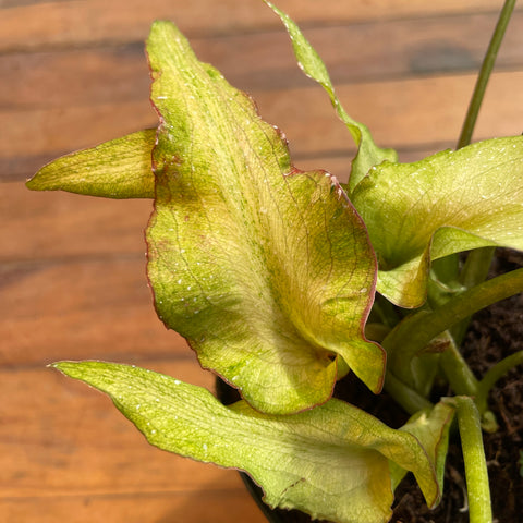 Caladium Lança - 07