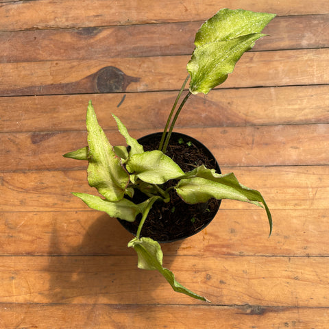 Caladium Lança - 07