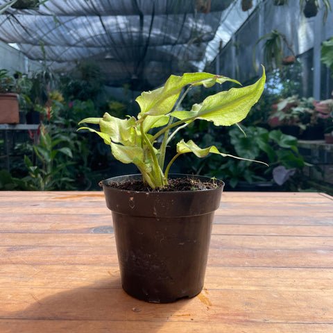 Caladium Lança - 07