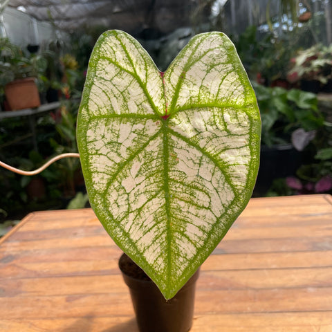 Caladium variaçāo - 03