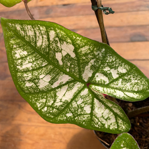 Caladium variaçāo - 03