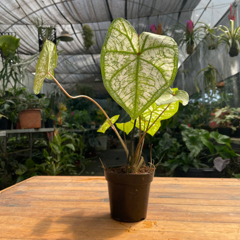 Caladium variaçāo - 03