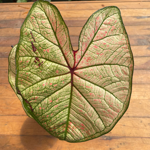 Caladium variaçāo - 04