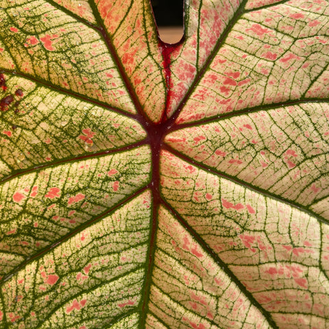 Caladium variaçāo - 04
