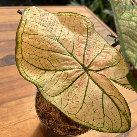 Caladium variaçāo - 04