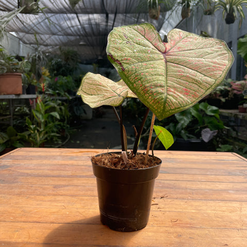 Caladium variaçāo - 04