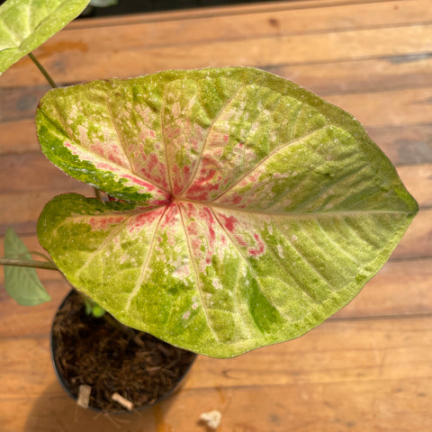 Caladium variaçāo - 06