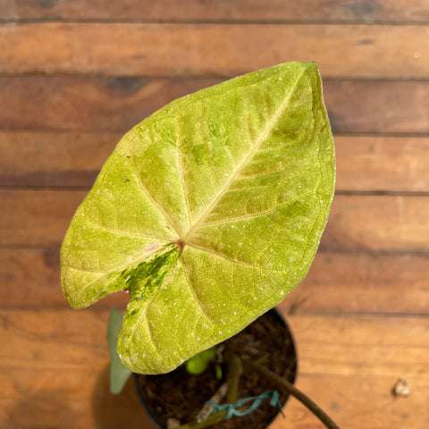 Caladium variaçāo - 06