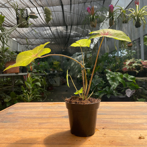 Caladium variaçāo - 06