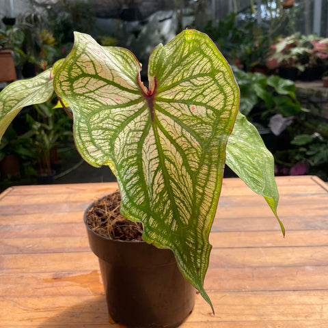 Caladium variaçāo - 10