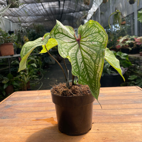 Caladium variaçāo - 10