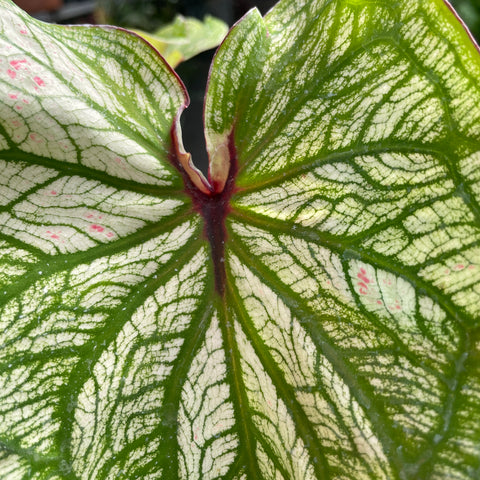 Caladium variaçāo - 10