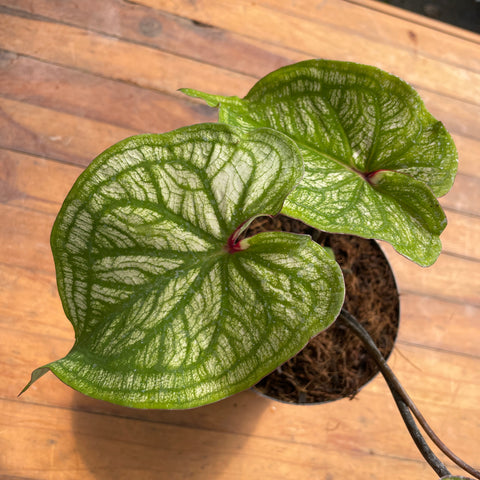 Caladium variaçāo - 10