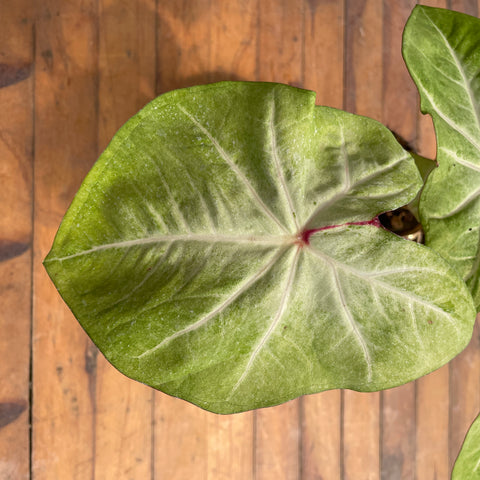 Caladium variaçāo - 07
