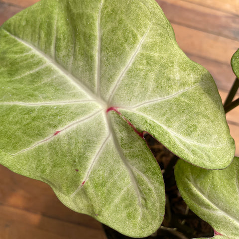 Caladium variaçāo - 07
