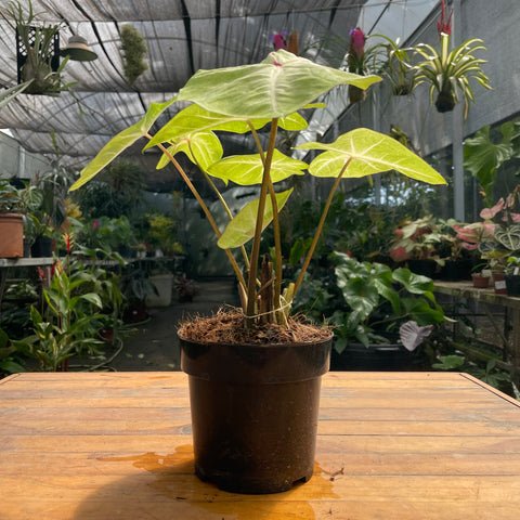 Caladium variaçāo - 07