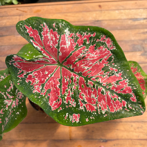 Caladium variaçāo - 11
