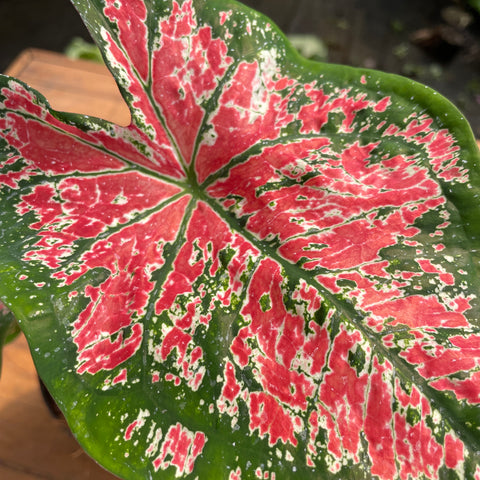 Caladium variaçāo - 11