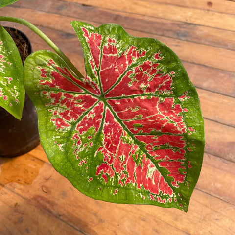 Caladium variaçāo - 11