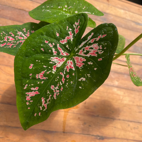 Caladium variaçāo - 11