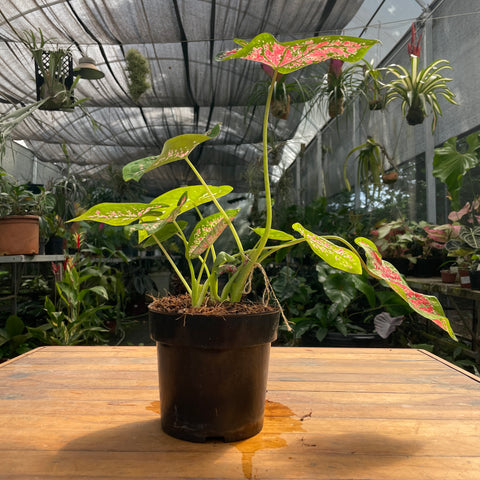 Caladium variaçāo - 11