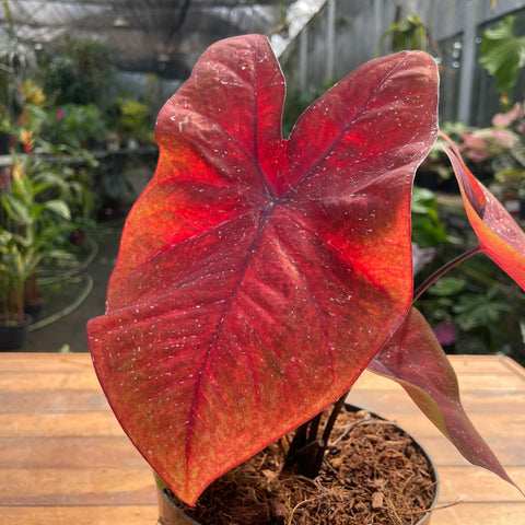 Caladium variaçāo - 16