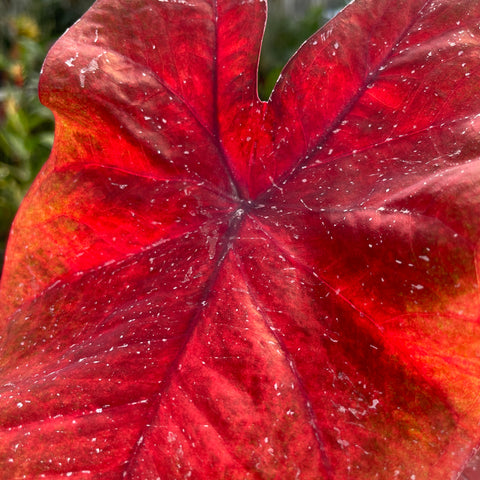 Caladium variaçāo - 16