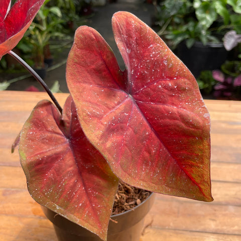Caladium variaçāo - 16