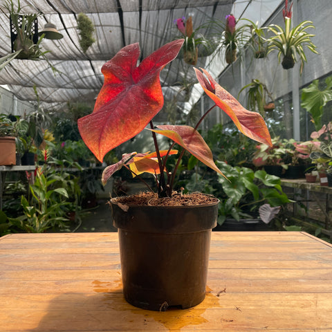 Caladium variaçāo - 16