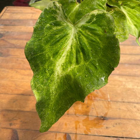 Caladium variaçāo - 17