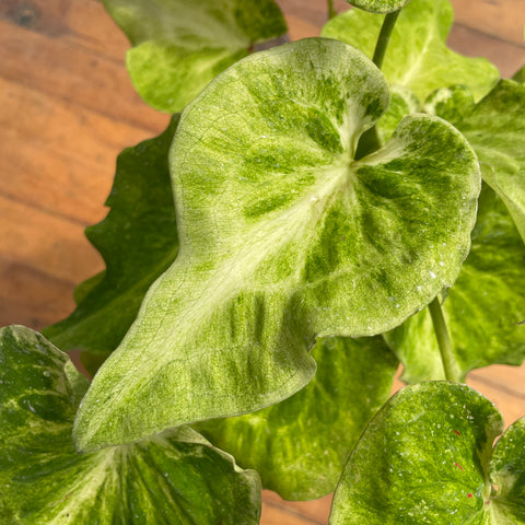 Caladium variaçāo - 17