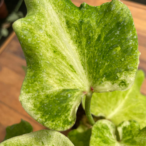 Caladium variaçāo - 17