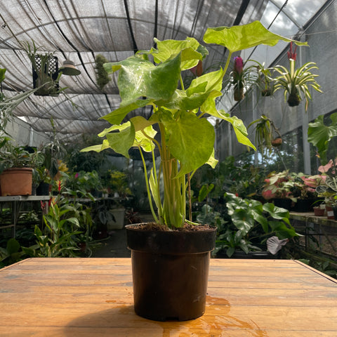 Caladium variaçāo - 17