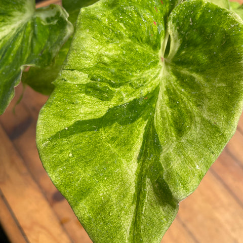 Caladium variaçāo - 17