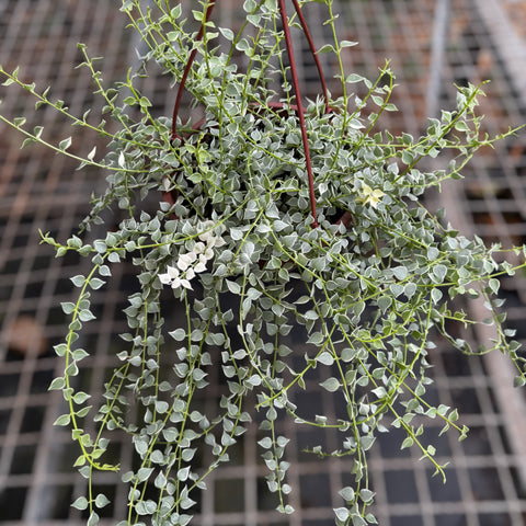 Dischidia Ruscifolia "Variegata"