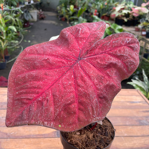 Caladium variaçāo - 18