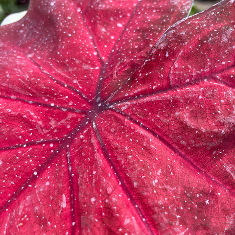 Caladium variaçāo - 18