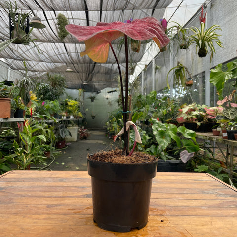 Caladium variaçāo - 18