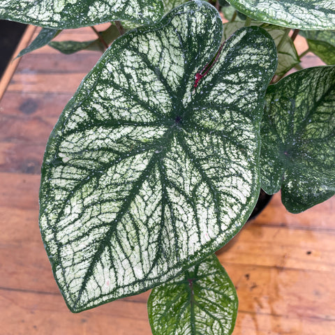 Caladium variaçāo - 19