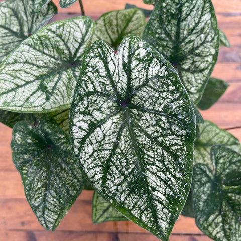 Caladium variaçāo - 19