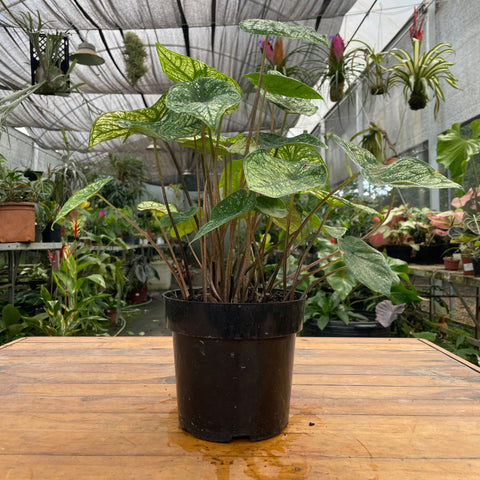 Caladium variaçāo - 19